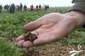 Jacky Berland, agriculteur : «Le ver de terre est notre charrue!»