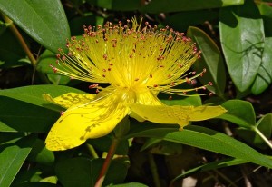 640px-Millepertuis_2_FR_2012
