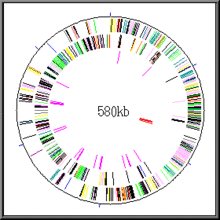 Le génome de Mycoplasma genitalium serait l'un des plus petits au monde (hors-virus)